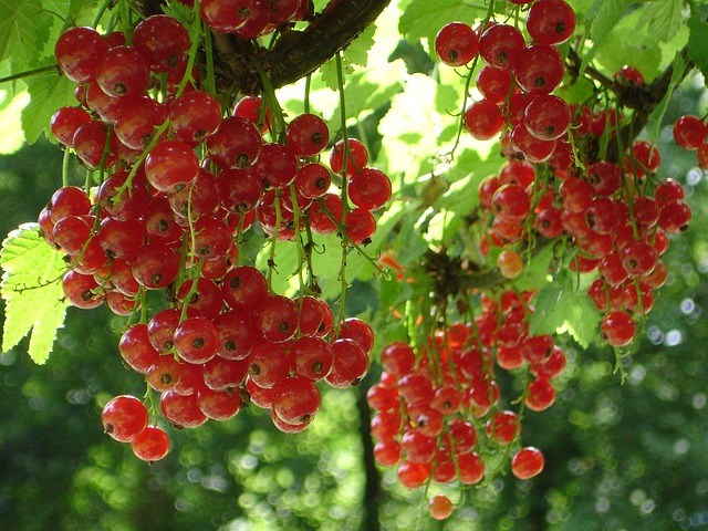 Trồng[-]Ribes[-]rubrum[-](nho[-]đỏ)[-]trị[-]rối[-]loạn[-]tiền[-]mãn[-]kinh